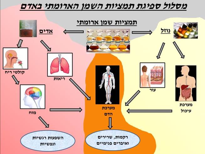 מסלול ספיגת תמציות השמן הארומתי באדם